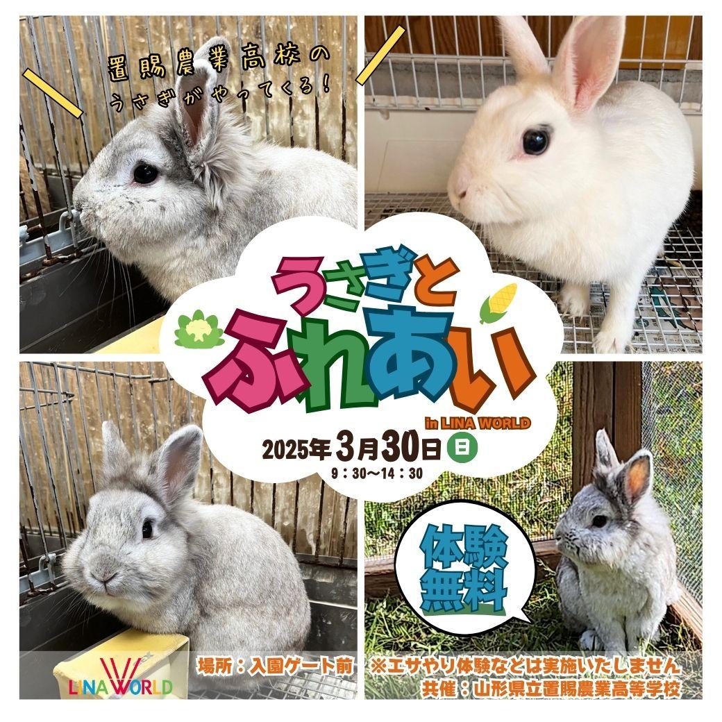 置賜農業高校うさぎとふれあい.jpg